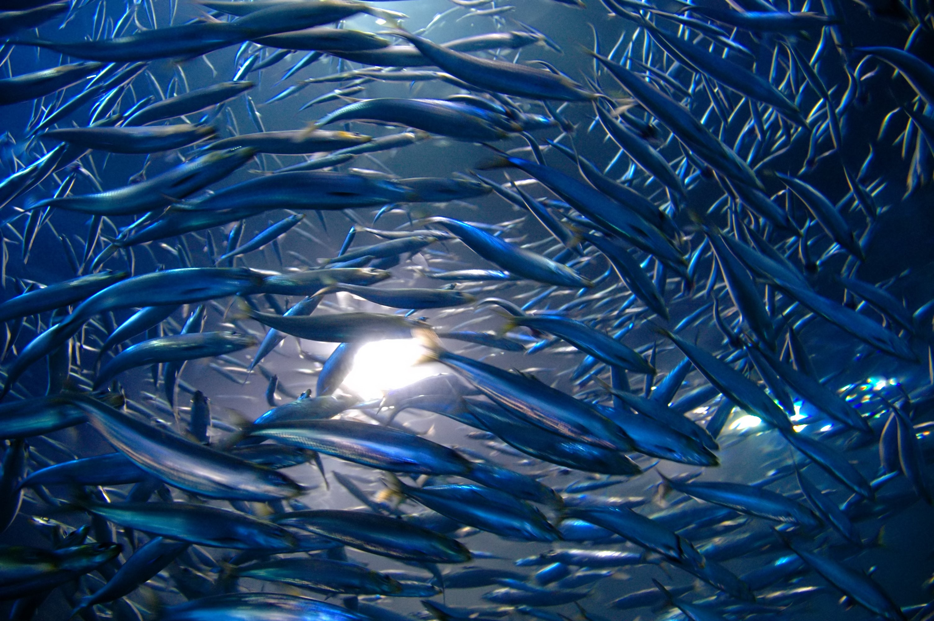 Complete Human Omega 3